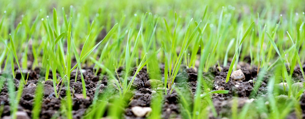 Specialty Fertilizers: Adoption of precision farming driving the growth